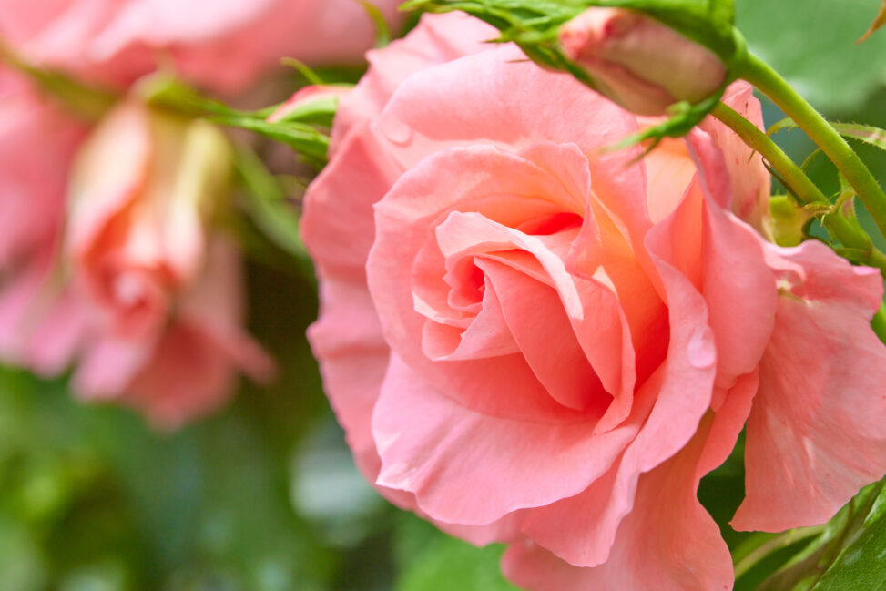 淡いピンク色のバラ／薔薇／一輪／アップの写真