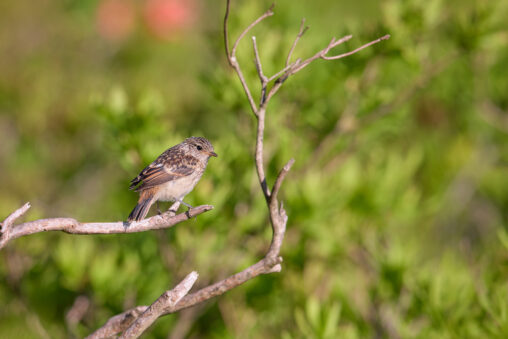 ノビタキの幼鳥の写真