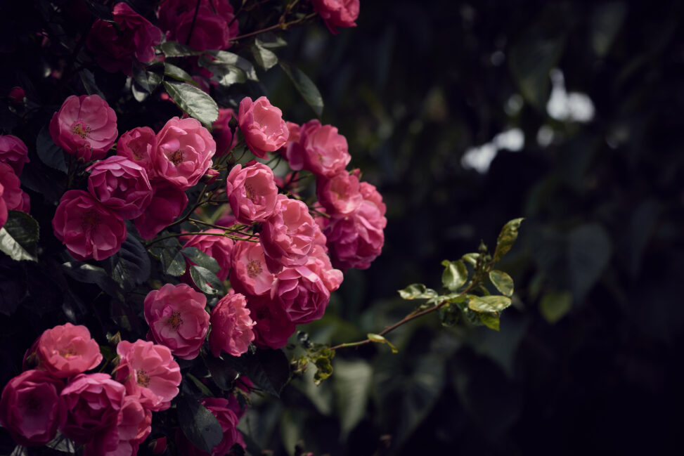バラ／薔薇／アンジェラ／ピンク色_3の写真
