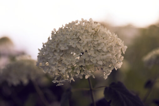 白い紫陽花／アナベルの写真