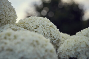 白い紫陽花／アナベル_2の写真