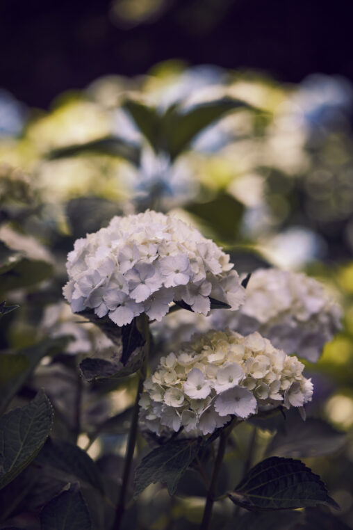 白い紫陽花／アナベル_3の写真
