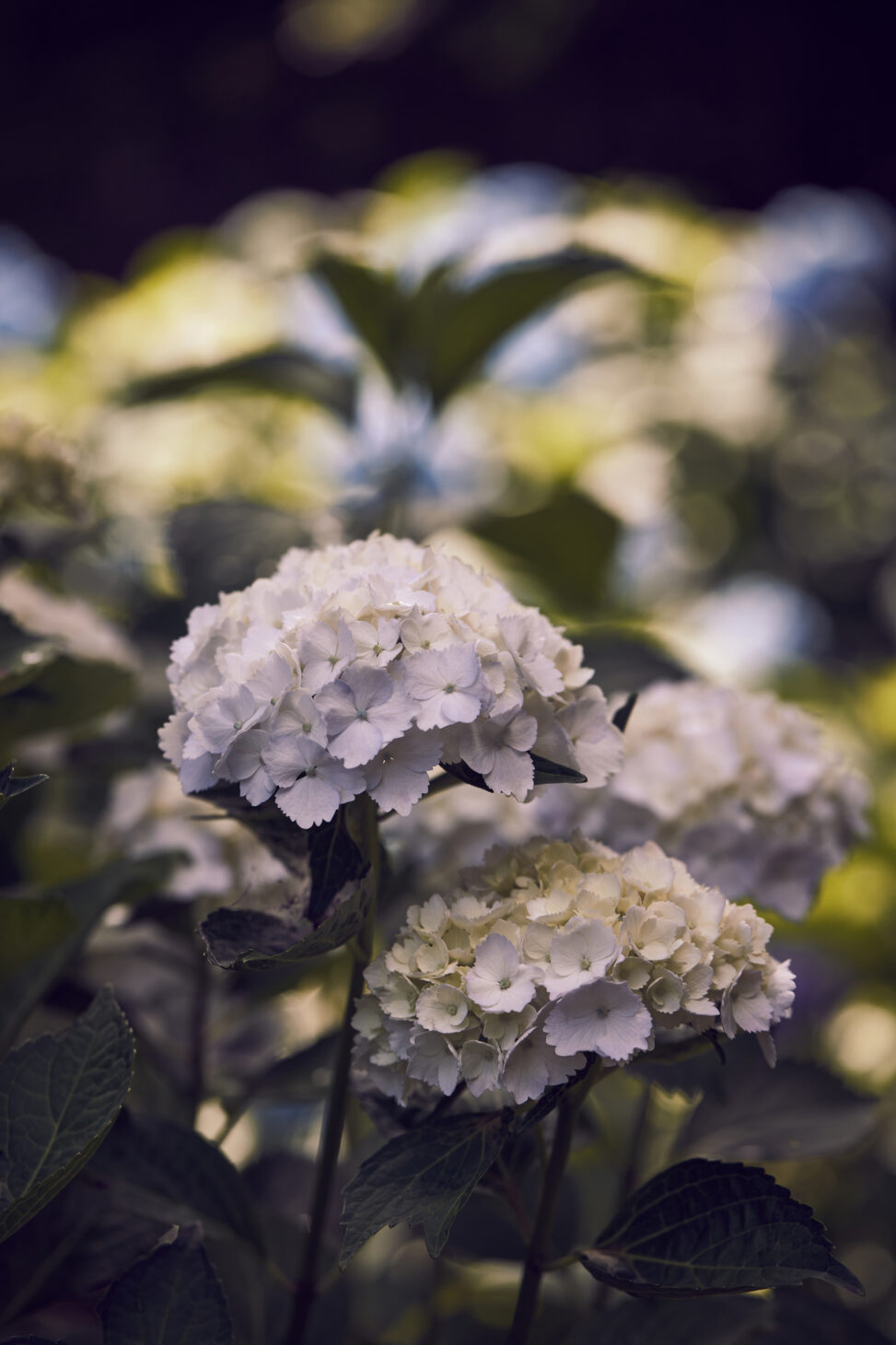 白い紫陽花／アナベル_3の写真