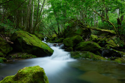 森の中の清流／滝／苔の岩_3の写真