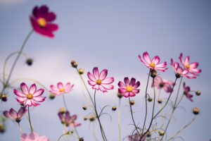 グラデーションのコスモス／秋桜の写真