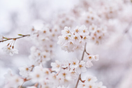 満開の桜／春イメージの写真