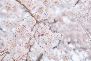 満開の桜／春イメージ_2の写真