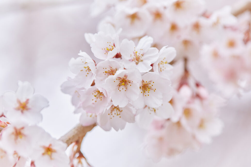 満開の桜／春イメージ_3の写真