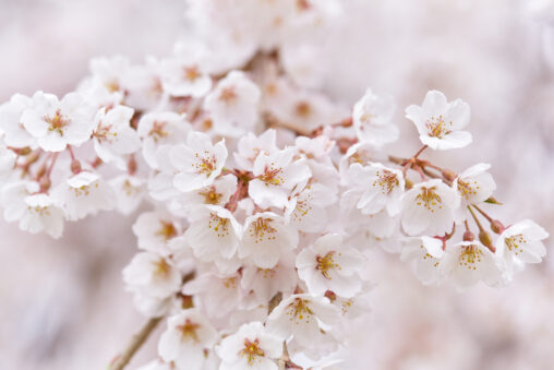 満開の桜／春イメージ_4の写真