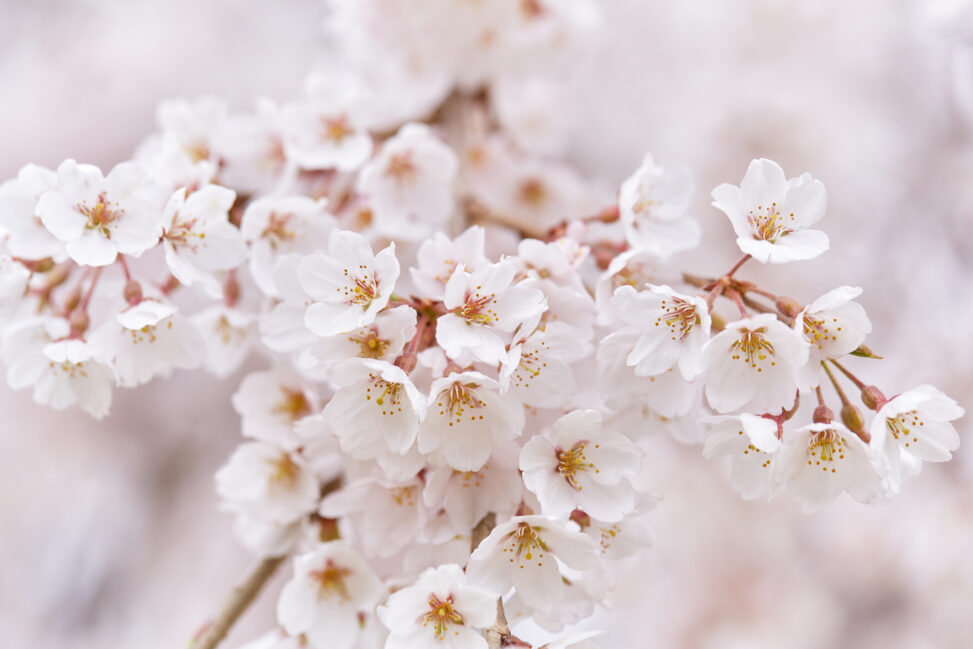 満開の桜／春イメージ_4の写真