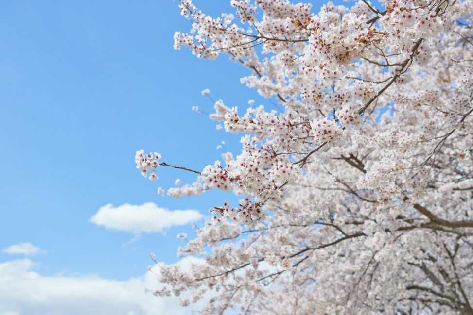 青空に映える満開の桜の写真
