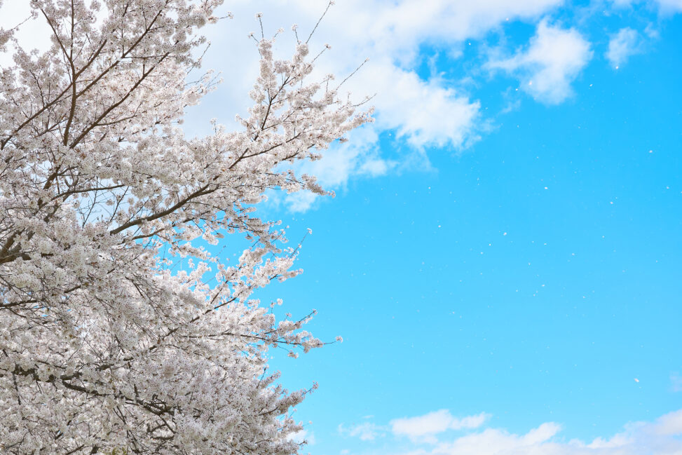 青空に映える満開の桜_2の写真