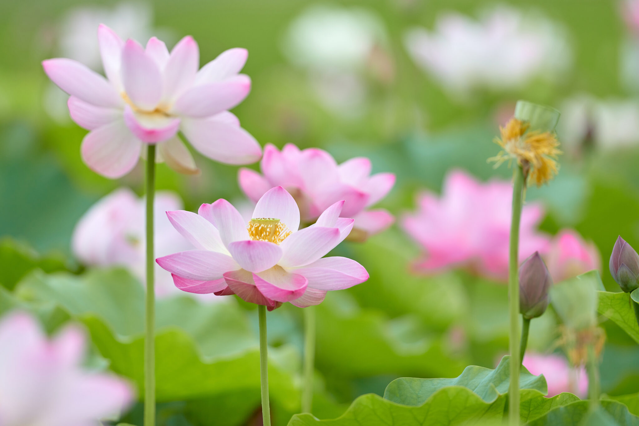 蓮／ハスの花_4 | 無料の高画質フリー写真素材 | イメージズラボ