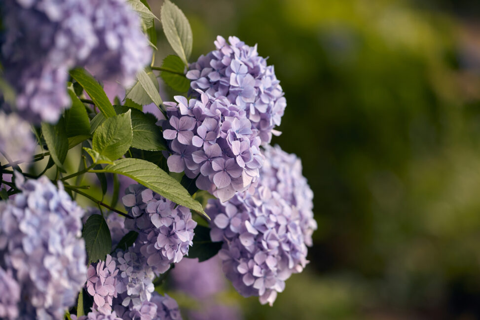 青紫色の紫陽花／アジサイの写真